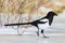 Magpie skating away on the ice