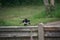 Magpie squawking on a fence