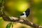 Magpie Tanager