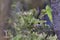 Magpie Tanager Cissopis leverianus