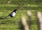 Magpie in Tree