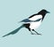 Magpie. Vector realistic image of black-and-white bird.