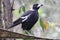 Magpie waiting for a meal