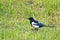 Magpie on a walk