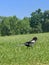 A magpie walking across a field in summer