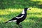 Magpie walking in the park