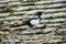 Magpie walking on terra cotta tiles on the roof