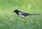 Magpie walks through thick green grass