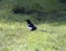 Magpie in wetlands