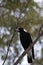 Magpie, Wilpena Pound Resort, SA, Australia