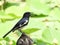 Magpie on wooden pole withe blurred background.