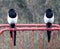 Magpies, aloof in the rain, on red rail.