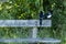 Magpies on a bench