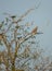 Magpies mobbing a Common Buzzard