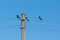 Magpies sit on wires against the blue sky