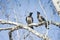 Magpies sitting on birch branches, close up