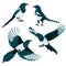 Magpies on white background
