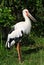 Maguari stork