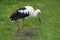 Maguari Stork