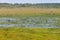 Maguari Stork birds at Swamp in Lagoa do Peixe lake