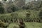 Maguey leaf plantation in a mountain