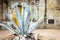 Maguey plant outside Our Lady of La Merced temple in Oaxaca Mexico