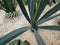 maguey plants of the blue agave species in a mexican garden