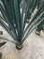 maguey plants of the blue agave species in a mexican garden