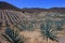 Maguey plants field to produce mezcal, Mexico