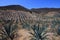 Maguey plants field to produce mezcal, Mexico