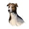 Magyar agar puppy dog sighthound canine digital art. Austro-Hungarian empire originated pet, domesticated mammal, canis lupus