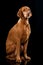 Magyar Viszla dog sitting on black background