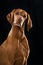 Magyar Viszla dog sitting on black background