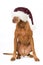 Magyar vizla dog with red santa hat