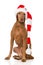 Magyar vizla dog with red santa hat