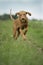 Magyar Vizla running in grass