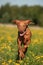 Magyar Vizla running in grass