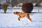 Magyar vizsla chasing a balll