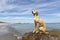 Magyar Vizsla dog sitting at the beach