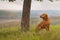 Magyar Vizsla dog sitting by a tree looking back.