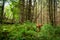 Magyar vizsla a hungarian hunting dog, during walk in a forest.