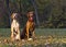 Magyar Vizsla hunting dogs