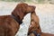 Magyar Vizsla with Puppies