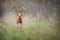 Magyar Vizsla running across a bush-lined meadow.