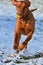 Magyar vizsla running with a ball