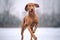 Magyar Vizsla strutting by the frozen lake with a small red ball in its mouth. The dog is well trained and has a beautiful brown