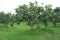 Mahachanok mango orchard