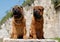 Mahagony Sharpei puppies