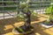 Mahaleb cherry - Bonsai in the style of