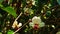 Mahaprom rachini flower or Mitrephora sirikitiae hang on the tree in summer